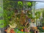 Leuke baby guppies, Ophalen of Verzenden, Zo goed als nieuw
