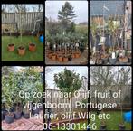 Olijfboom, Olijfwilg, Portugese Laurier, vijg of fruitboom, Tuin en Terras, Planten | Bomen, Olijfboom, Ophalen of Verzenden