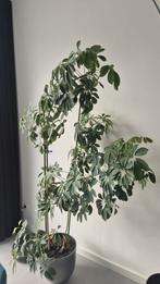 Schefflera plant in pot €15 zonder pot, zelf verpotten, Ophalen, Overige soorten, Halfschaduw, In pot