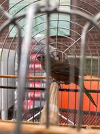 Picolet Jongman TOPPER !!!! 3 Maanden !!, Dieren en Toebehoren, Vogels | Overige Vogels
