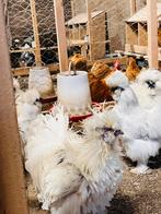 Broedeieren usa zijdehoen kippen, Geslacht onbekend, Kip