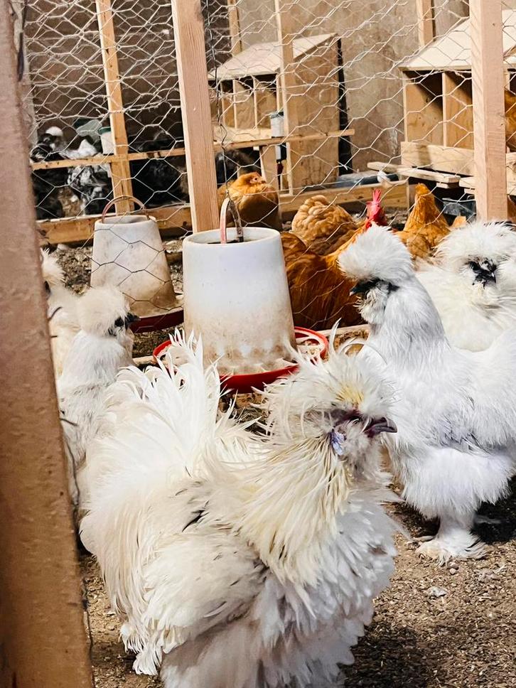 Broedeieren usa zijdehoen kippen, Dieren en Toebehoren, Pluimvee, Kip, Geslacht onbekend