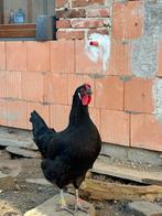 Ik bied broedeieren aan van La Fleche-kippen., Dieren en Toebehoren, Tropenvogel