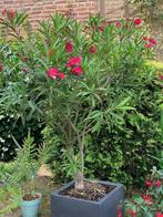 Grote Oleander, Tuin en Terras, Bloembakken en Plantenbakken, Ophalen, Kunststof, 100 cm of meer, Rond
