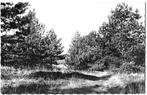Kalmthout in het bos Oude Ongelopen Ansichtkaart ( 8737 ), Verzamelen, Ophalen of Verzenden, Gelopen