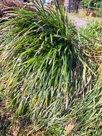 Gratis af te halen grote pollen wintergroen siergras Carex, Volle zon, Vaste plant, Zomer, Ophalen