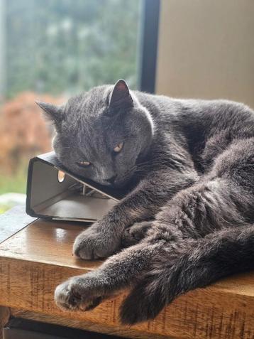 Liefste, zachtste kater Miles (Britse Korthaar) beschikbaar voor biedingen