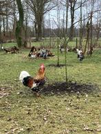 Zweedse Bloemenkip broedeieren, Dieren en Toebehoren, Pluimvee, Kip