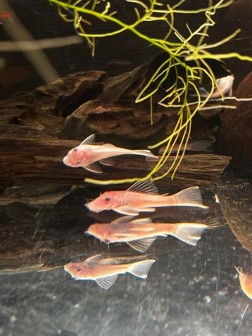Algeneters (Snowwhite/Bruin/Langvin Ancistrus) beschikbaar voor biedingen