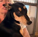 HzH-ANDREA, zoekt een lekker mandje, Particulier, 15 weken tot 1 jaar, Buitenland, Teef