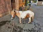 Verzorgster/ menner/ leaser gezocht., Dieren en Toebehoren, Paarden en Pony's | Verzorgingsproducten, Ophalen