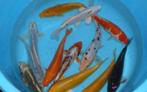 Mix Koi - Koi karper 30 / 40 cm bij Koidreams in Valburg, Karper of Koi