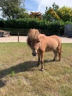 2 prachtige mini paardjes te koop, Dieren en Toebehoren, Pony's, Merrie, Niet van toepassing, 11 jaar of ouder