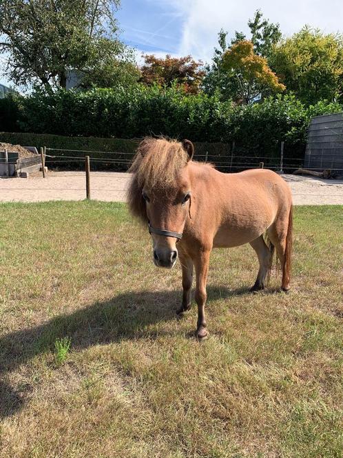 2 prachtige mini paardjes te koop, Dieren en Toebehoren, Pony's, Merrie, Niet van toepassing, 11 jaar of ouder
