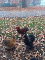 Mooie  zijdehoen hanen. Verschillende kleuren., Dieren en Toebehoren, Pluimvee, Mannelijk, Kip