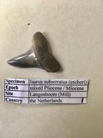 Fossiele haaientand uit Mill: Isurus subserratus (1), Ophalen of Verzenden, Fossiel