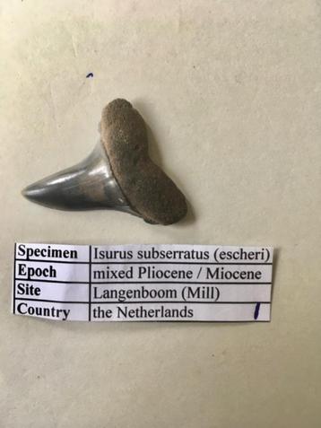 Fossiele haaientand uit Mill: Isurus subserratus (1) beschikbaar voor biedingen