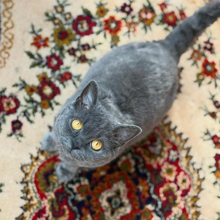 Half Selkirk rex half British kort haar, Dieren en Toebehoren, Katten en Kittens | Raskatten | Korthaar, Poes, 3 tot 5 jaar, Gechipt