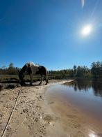 Verzorger / bijrijder paard, natural horsemanship, Dieren en Toebehoren, Stalling en Weidegang