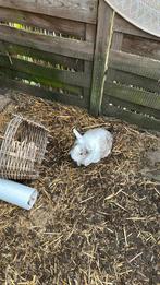 Niew huisje gezocht voor onze konijntjes, Meerdere dieren, Middelgroot, 3 tot 5 jaar