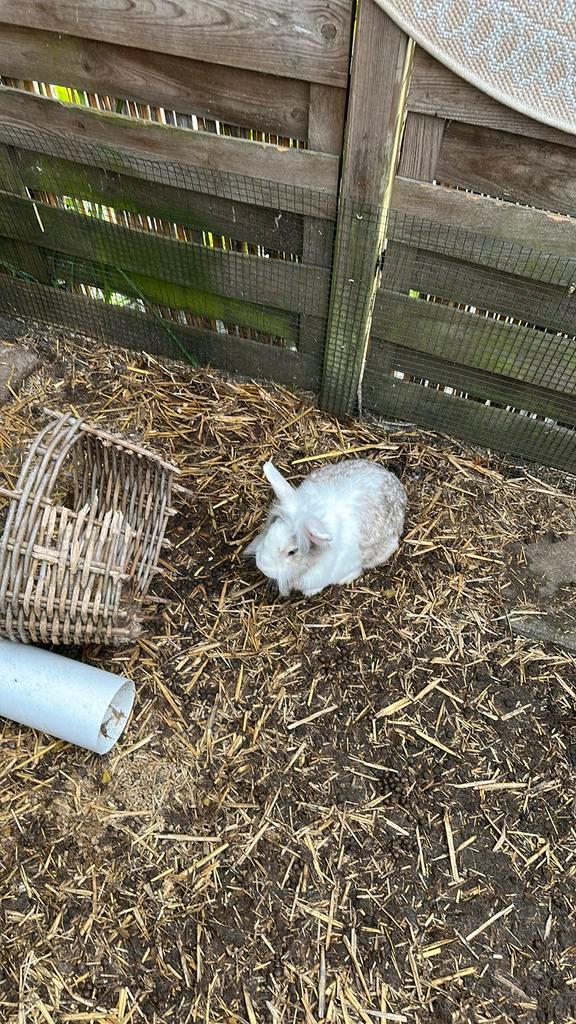 Niew huisje gezocht voor onze konijntjes, Dieren en Toebehoren, Konijnen, Middelgroot, Meerdere dieren, 3 tot 5 jaar