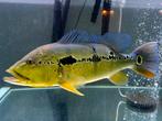 Cichla Pinima 55 á 60cm, Vis, Zoetwatervis
