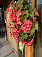 Hangende Bloemzak met Begonia's 2x, Tuin en Terras, Ophalen, Overige materialen, Minder dan 30 cm, Balkon