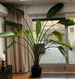 Grote strelitzia in zwarte pot, Huis en Inrichting, Kamerplanten, Ophalen, Halfschaduw, 200 cm of meer