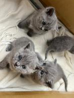 Britse Korthaar Kittens, Dieren en Toebehoren, Katten en Kittens | Raskatten | Langhaar, Kater, Ontwormd