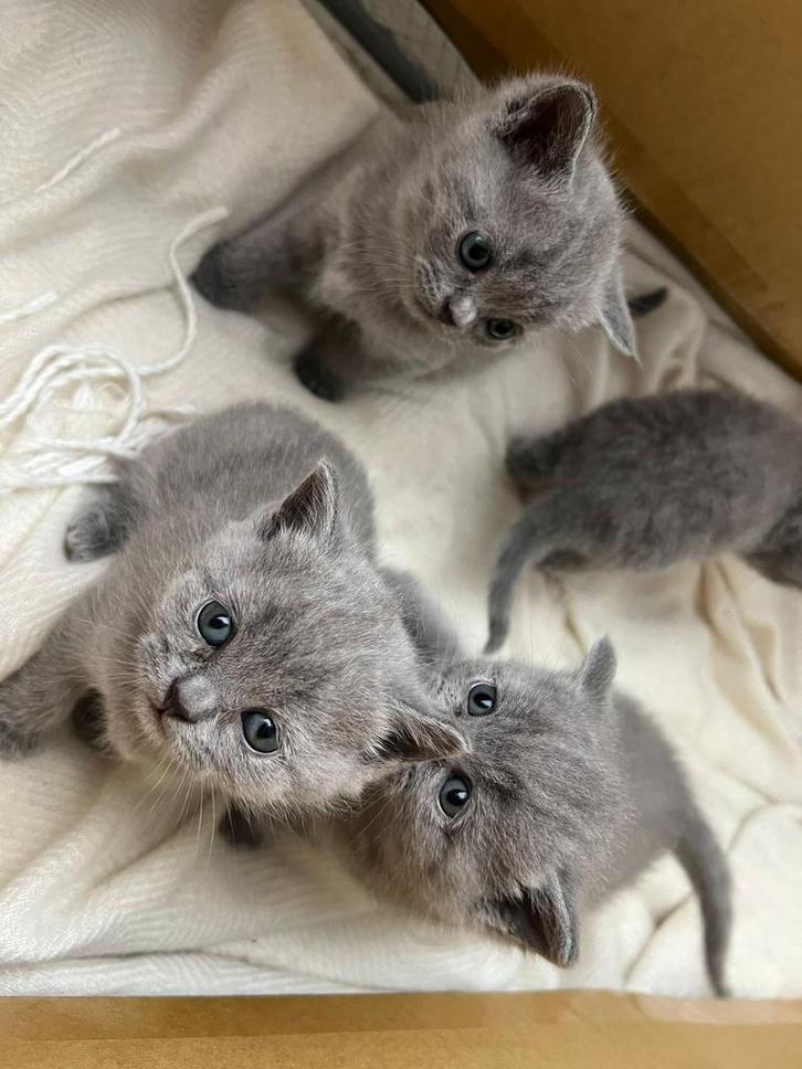 Britse Korthaar Kittens, Dieren en Toebehoren, Katten en Kittens | Raskatten | Langhaar, Kater, Ontwormd