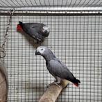 Gezocht diverse soorten vogels., Dieren en Toebehoren, Vogels | Parkieten en Papegaaien, Meerdere dieren, Parkiet