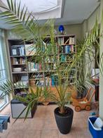 enorm grote palm, Huis en Inrichting, Kamerplanten, Ophalen, Halfschaduw