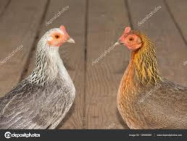 KRIELKIPPEN [VEEL VERSCHILLENDE RASSEN EN KLEUREN], Dieren en Toebehoren, Pluimvee, Kip, Vrouwelijk