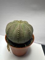 Euphorbia Obesa - cactus, Tuin en Terras, Planten | Tuinplanten, Overige soorten, Volle zon, Vaste plant, Ophalen of Verzenden