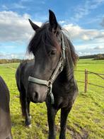 Friese merries, Dieren en Toebehoren, Paarden, Merrie, Gechipt, Niet van toepassing, Dressuurpaard