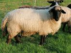 Mooie ooi, Dieren en Toebehoren, Schapen, Geiten en Varkens, Vrouwelijk, Schaap, 0 tot 2 jaar