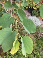 kuipplanten, Ophalen, Overige soorten, Volle zon