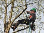 Boomverzorging ETW Bosbouw en houtkap Boom snoeien of kappen, Diensten en Vakmensen, Tuinmannen en Stratenmakers, Garantie, Tuinonderhoud of Snoeiwerk