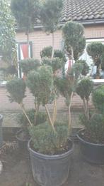 Taxus baccata bol op stam, Tuin en Terras, In pot, Overige soorten, Ophalen, 100 tot 250 cm