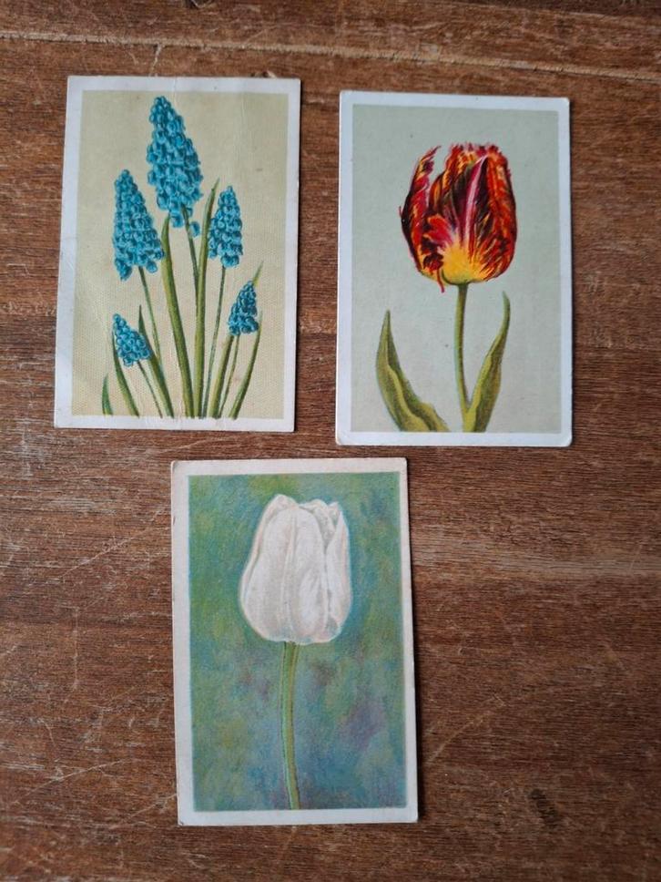 Oude Karnemelkzeep plaatjes - Bloemenvelden, Boeken, Prentenboeken en Plaatjesalbums, Ophalen of Verzenden