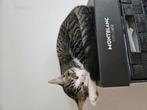 Max en maxiem, Dieren en Toebehoren, Katten en Kittens | Overige Katten, Kater
