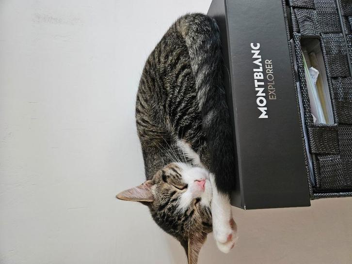 Max en maxiem, Dieren en Toebehoren, Katten en Kittens | Overige Katten, Kater