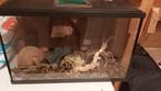 Prachtig verlicht terrarium/aquarium, ideaal voor reptielen!, Dieren en Toebehoren, Ophalen of Verzenden, Zo goed als nieuw, Terrarium of Paludarium