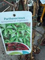 Parthenocissus hoog 200cm zeer mooie plat groeiende klimmer, Ophalen, Vaste plant, Halfschaduw, Klimplanten