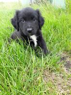 Kruising pups: Friese Stabij X Border Collie, Overige rassen, CDV (hondenziekte), 8 tot 15 weken, Meerdere