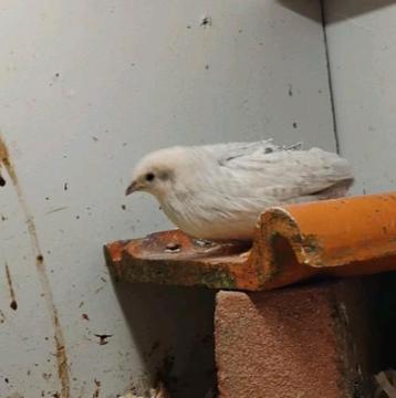 Chinese dwergkwartel vrouwtje zilver beschikbaar voor biedingen