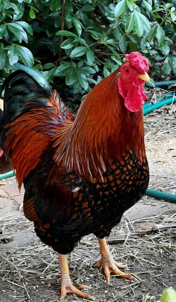 Wyandotte haan Goud-Zwart gezoomd, Dieren en Toebehoren, Mannelijk, Kip
