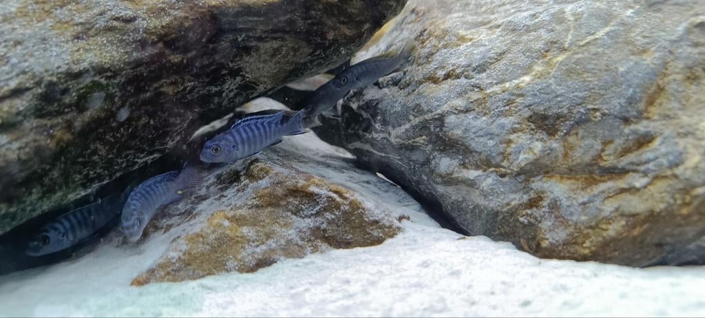 pseudotropheus socolofi Malawi cichliden . Jongen +/- 5cm, Vis
