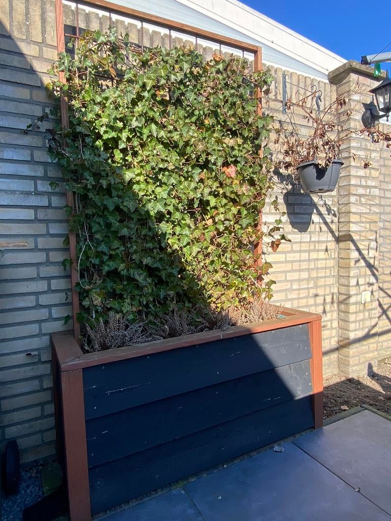 Bloembak met klimop en heidegras, Ophalen, Vaste plant