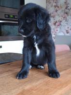 Super lieve pups opgegroeid in huis❤️, Parvo, 8 tot 15 weken, Groot, Meerdere